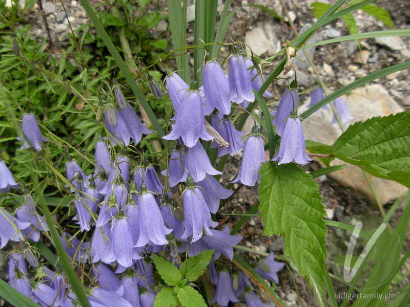 Niedliche Glockenblume: Übersicht